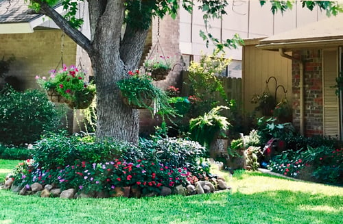 Freshly planted garden bed with mulch around a shade tree